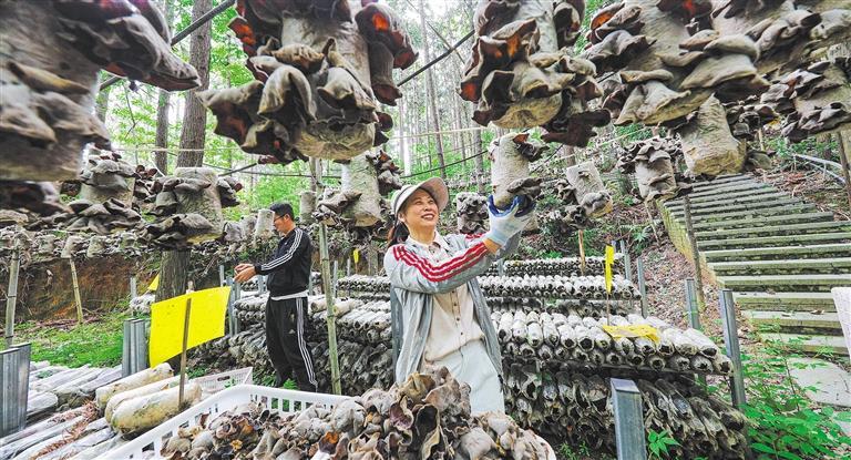 发展产业调研】林下生金不朽情缘游戏【高质量(图3)